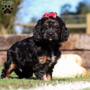 Lila, Cavapoo Puppy